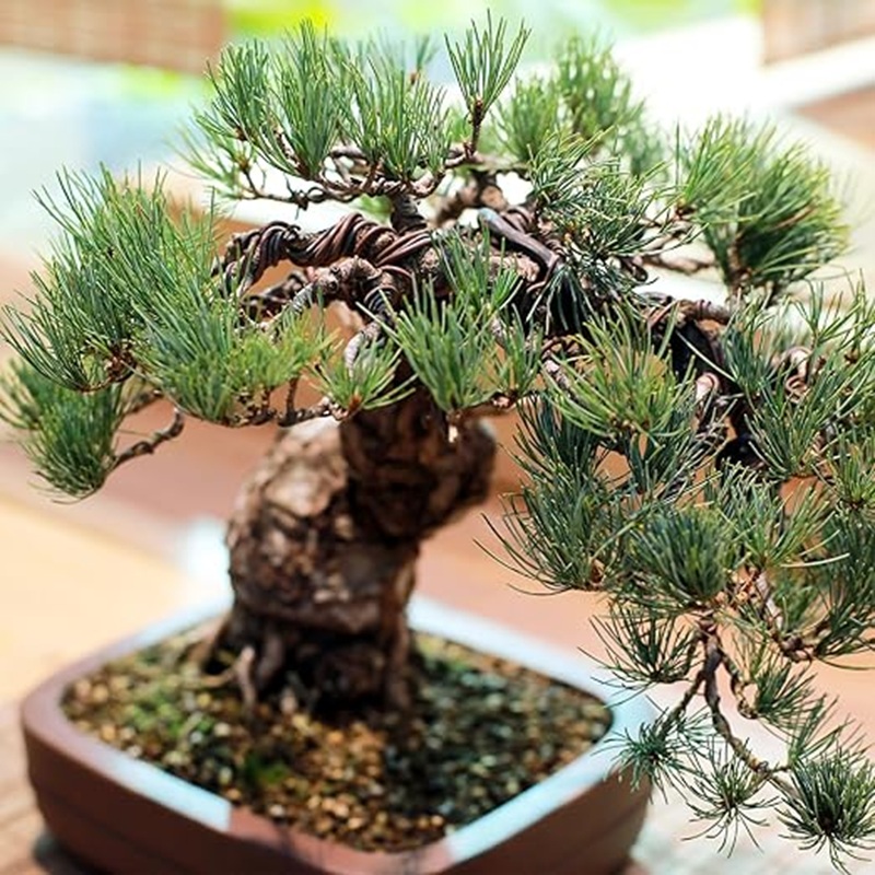 Bonsai Ağacı Şekillendirme Alü - Bonsai Garden Design incelemesi ve fiyatı