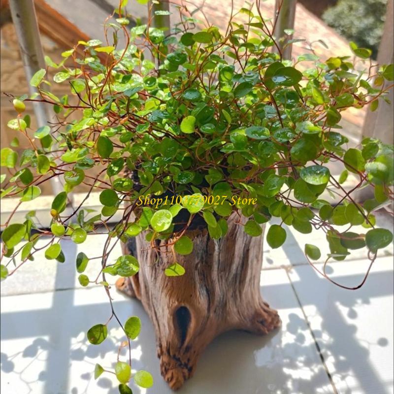 C4DF Dekoratif Beton Succulent - Bonsai Garden Design incelemesi ve fiyatı